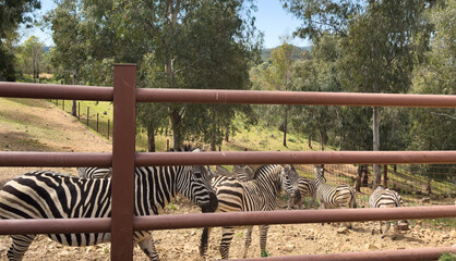 Obraz premium Zebra standing behind fence in an outdoor enclosure