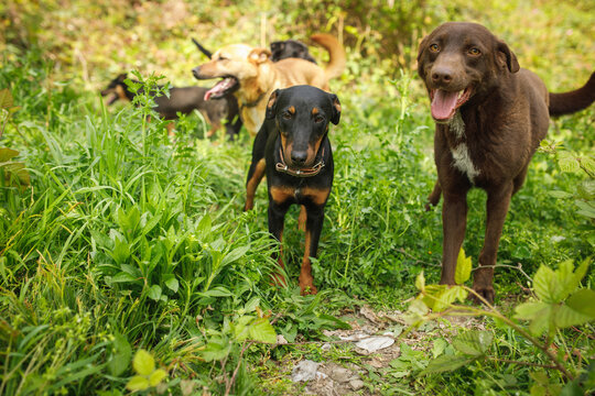 Group of stray dogs in lush green vegetation with black dog standing in front facing camera with tongue out