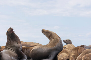 Fototapeta premium Steller sea lion's rookery. Nevelsk, Sahalinskaya Oblast, Russia