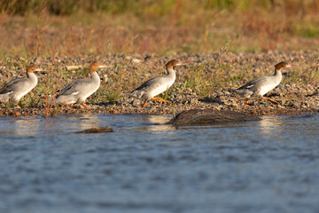Fototapeta premium Mergus walk along the riverbank