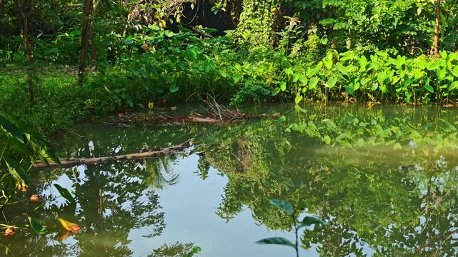 Pond, taro plant, in the garden, nature.