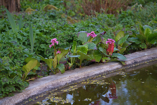 Bergenia blooms on the shore of an artificial pond