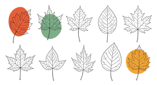 Collection of autumn leaves in black and white outlines with several leaves highlighted by colorful circles in green, orange, and red.