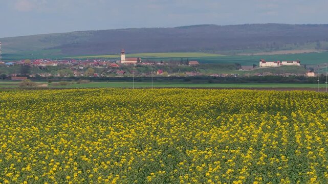Drone flying backward low over a blooming yellow rapeseed field revealing a distant medieval village in Transylvania, 4K