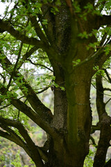 Fototapeta premium Treecreper running up tree. Certhia bird running up tree searching for food and hiding.