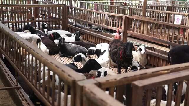 Herd of Mixed Color Sheep Resting in a Wooden Farm Pen