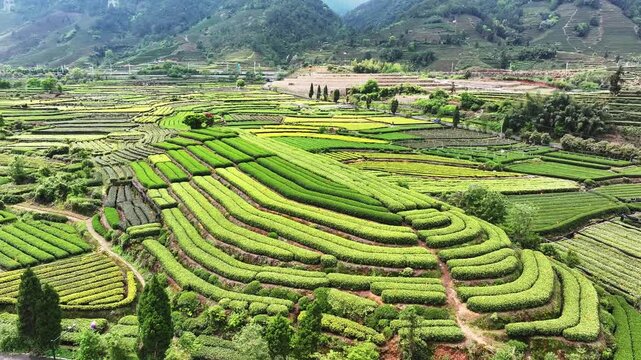 Aerial view of terraced tea plantations in Anxi Fujian with lush green rows and mountainous backdrop
