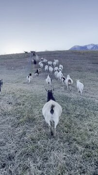 spotted hair breed sheep in green pasture walking up a hill