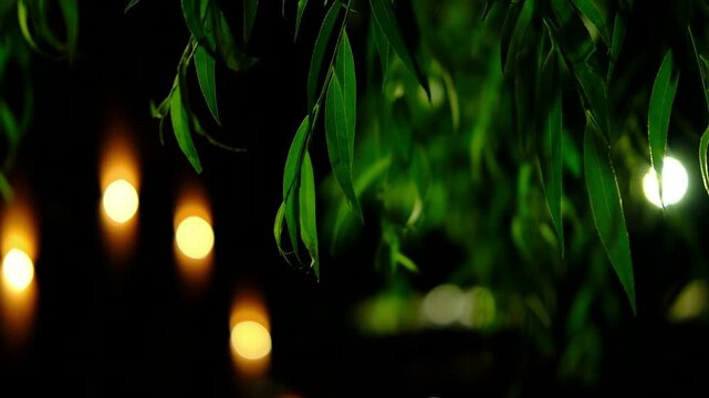 A moody cinematic night video captured through the flowing branches of a willow tree, where layers of slender leaves create a natural frame in the foreground.
