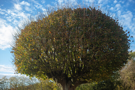 Lime tree - Chevreuse- Ile-de-France - France