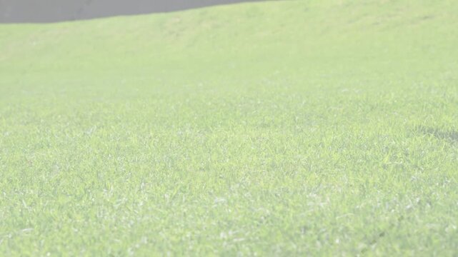 Male sports athlete entering frame, sliding to knee on turf wearing blue socks steadying himself