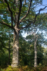 Fototapeta premium Forest
