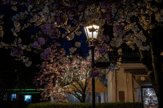 Cherry Blossom Tree in shown clearly in the frame in an outdoor setting, with urban surroundings, under night light, with a natural mood, suitable for marketing, editorial, and digital storytelling.
