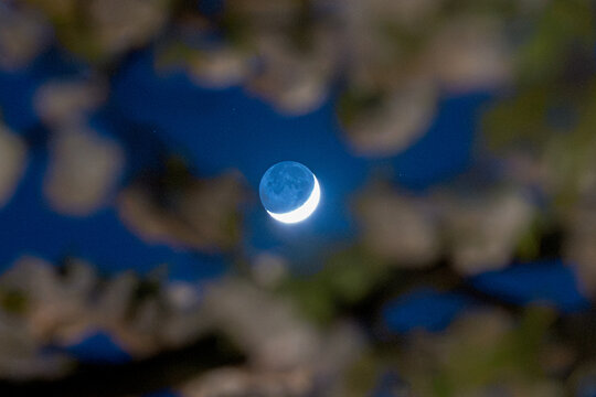 Moonlit Night in a presented in a natural scene in an outdoor setting, in a natural environment, under night light, with a natural mood, suitable for wildlife, conservation.
