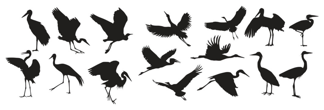 herons silhouettes