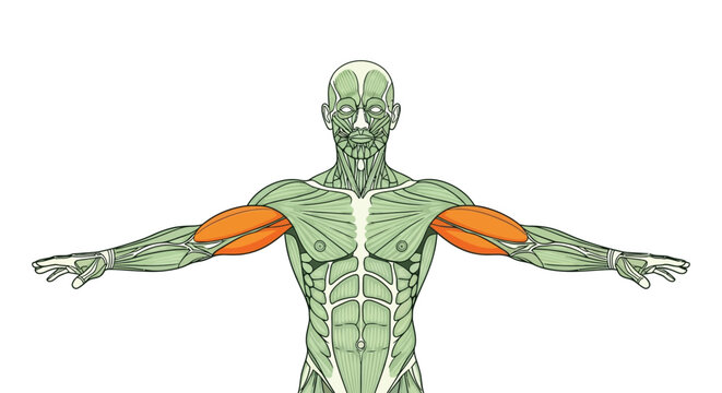 Anatomical illustration depicting the human muscular system highlighting the biceps brachii muscles in orange