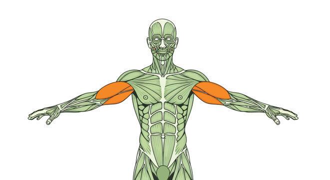 Anatomical illustration of a human body highlighting the deltoid muscles in orange coloration high quality