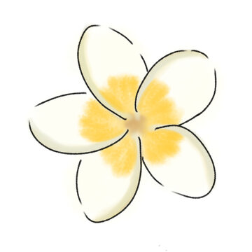 frangipani flower isolated on white