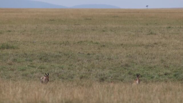 Small group of topi antelope stand watchful and alert on the open Mara grassland, slate-and-purple antelope herd of East Africa, Masai Mara National Reserve, Kenya, 4K UHD slow-motion safari B-roll