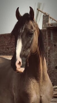 Majestic Marwari Horse with Curved Ears Standing Outdoors.
