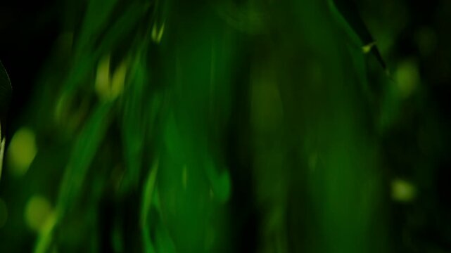 cinematic night scene filmed through the hanging leaves of willow tree, creating an immersive and atmospheric natural composition. Long, slender willow branches gently sway in the air