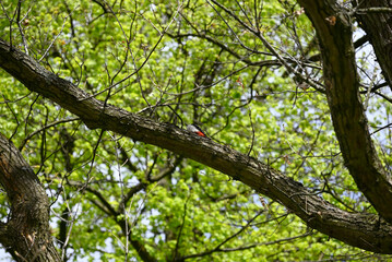 Fototapeta premium Woodpecker climbing up tree. Spotted woodpecker searching for food in oak tree.