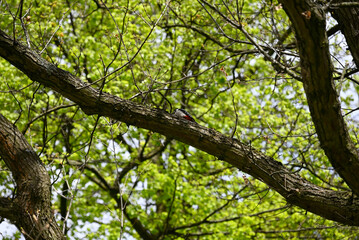 Obraz premium Woodpecker climbing up tree. Spotted woodpecker searching for food in oak tree.