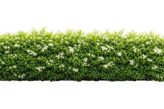 Lush green garden hedge shrubbery with small white flowers in bloom as isolated on transparent background