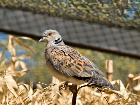 turtle dove on branch