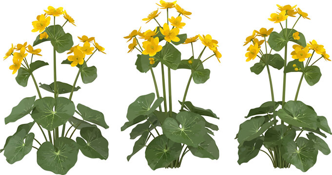Marsh marigold yellow flowers green leaves realistic botanical vector illustration set isolated on white background for nature design