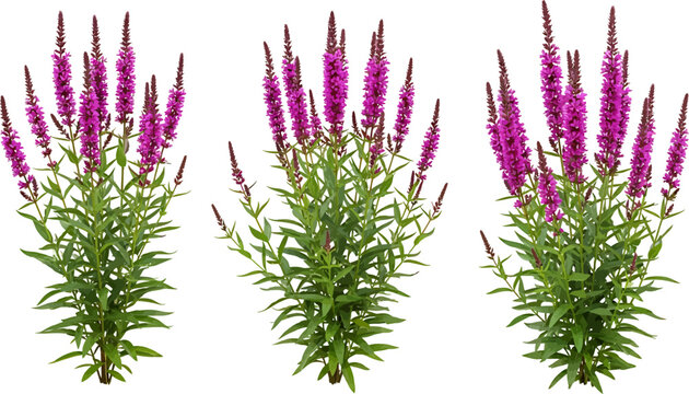 Purple Loosestrife Lythrum salicaria plants realistic vector illustration set with blooming spikes and green foliage isolated on white background