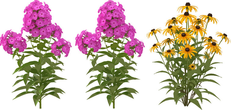 Realistic garden flowers vector set featuring pink phlox and yellow black-eyed susan plants isolated on white background for botanical design projects