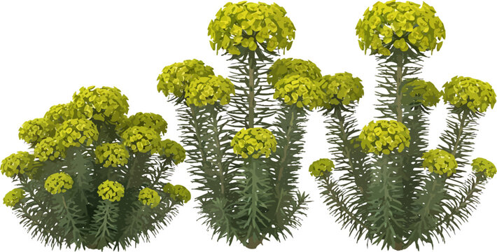 Realistic Euphorbia characias Mediterranean spurge yellow flowering plants vector illustration isolated on white background for garden landscaping design