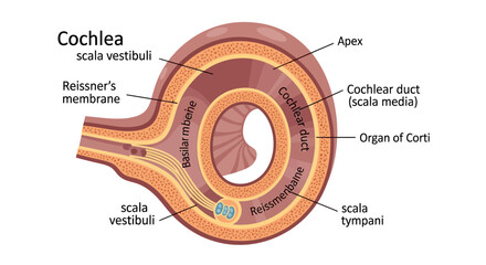 Detailed Cross-Sectional Diagram of the Human Cochlea Anatomy. © faizz