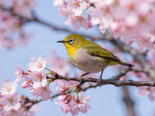 Fototapeta premium White-eye bird on cherry blossom branch in spring