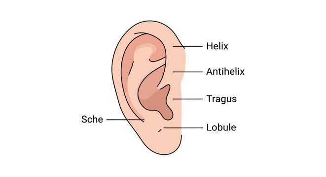 Detailed Diagram of Human Ear Anatomy with Labeled Parts.