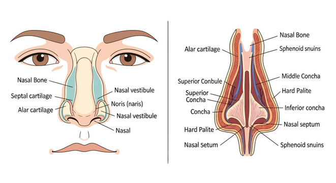 Detailed Human Nose Anatomy Diagram with Labels.