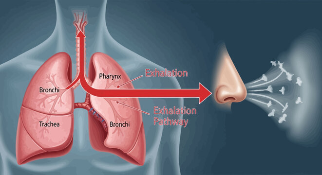 Human Respiratory System Diagram Illustrating Airflow from Nose to Lungs.