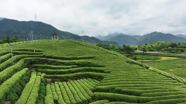 Terraced tea plantation on rolling hills with traditional pavilion and misty mountain backdrop
