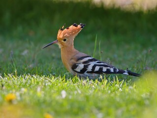 The Eurasian hoopoe  bird in the grass (Upupa epops) © Tunatura