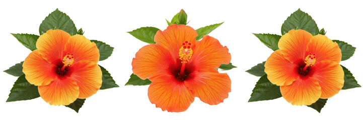 Vibrant Orange Hibiscus PNG, Tropical Island Flower Isolated on Transparent Background, Summer Floral Vacation Design Clipart. © laskhar
