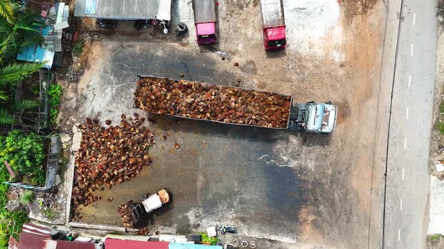 Palm Oil Palm Fruit Harvest