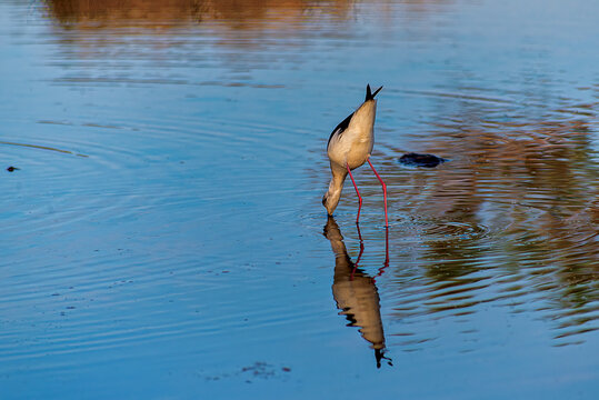 Black winged stilt, (himantopus himantopus)