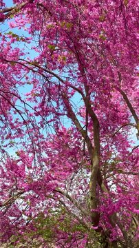 Beautiful blossoming redbud tree with bright pink flowers on its branches gently moving in the wind against a vivid blue sky, capturing the essence of a perfect spring day