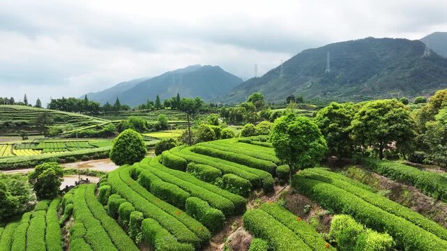 Terraced tea plantations in Wuyi Mountains Fujian with misty hills and lush greenery