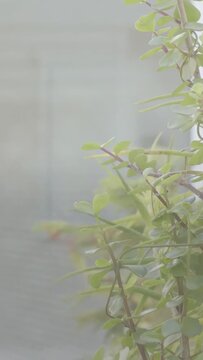Vertical video: Camera pulling back, plant swaying softly, revealing exterior, highlighting droplet