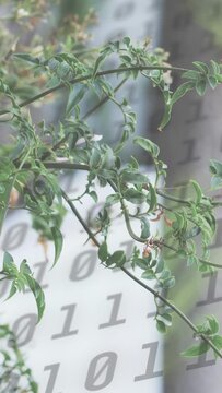 Vertical video: Trailing plant swaying from breeze, binary digits drifting to show data link