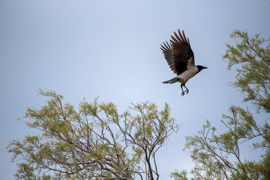 Hooded Crow (Corvus corone cornix) flying