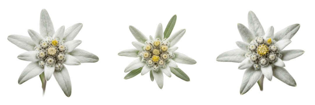 Alpine Edelweiss Flower PNG, Rare Mountain Bloom Isolated on Transparent Background, Botanical Herbal Nature Floral Design Element.