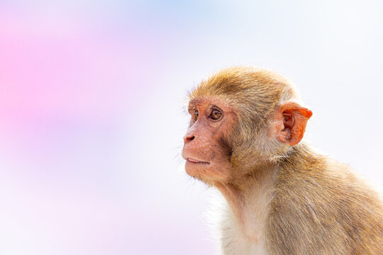 Rhesus Macaque in Profile Under Soft Light